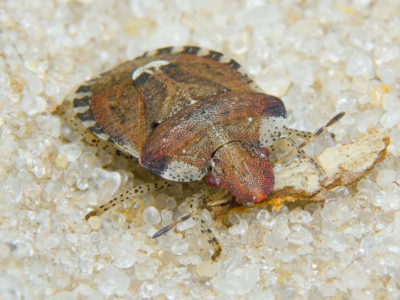 Dyroderes umbraculatus (Fabricius, 1775)